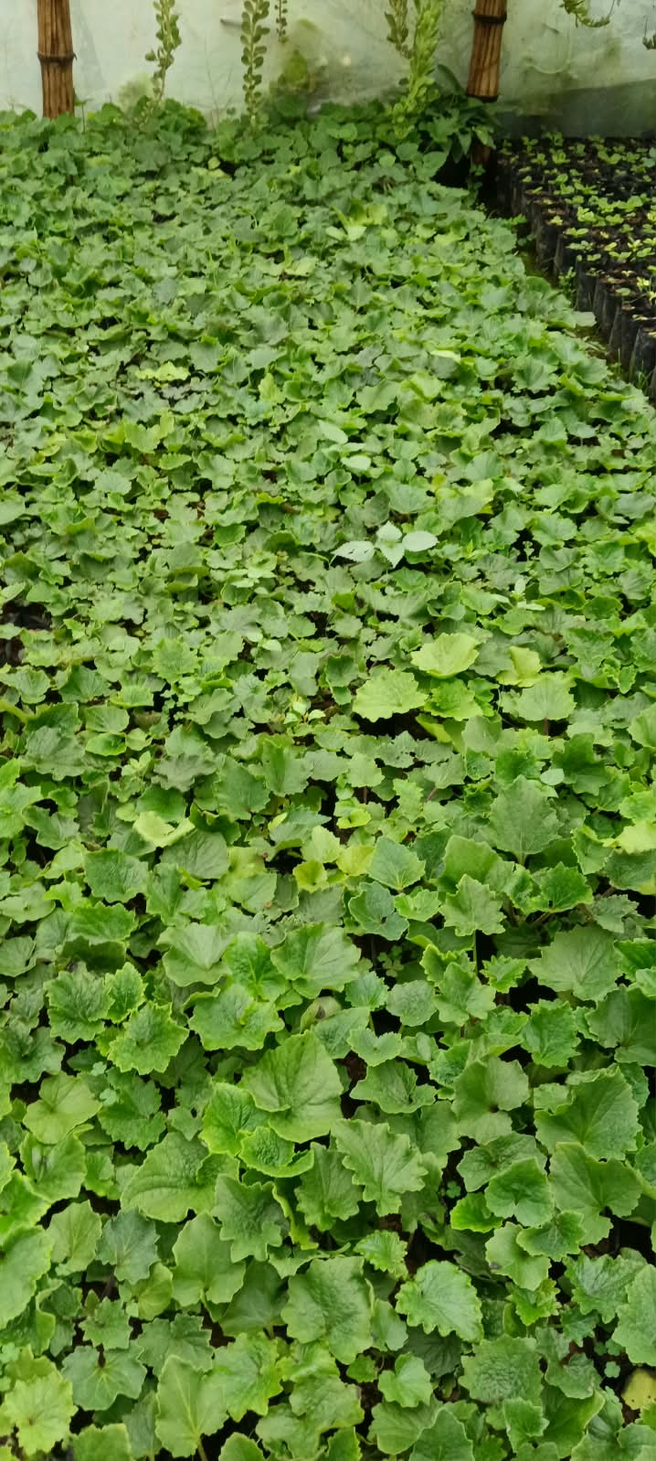 Cinenia Dwarf — Sugandha Farms & Nursery